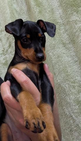 ミニチュアピンシャー