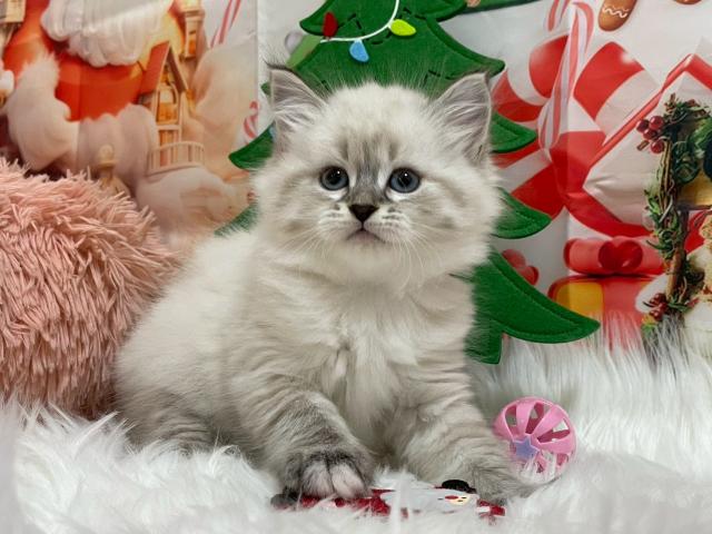 サイベリアン♡シルキー