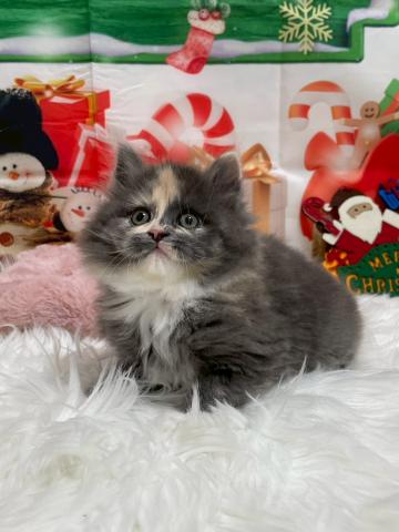 サイベリアン♡プーカ