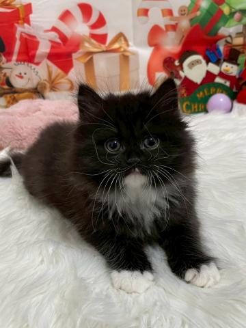 サイベリアン♡ パック