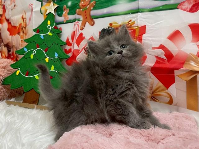 サイベリアン♡ラル 