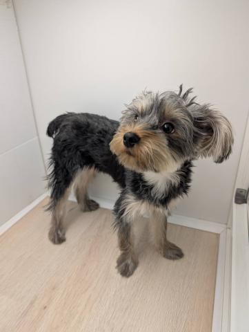 ヨークシャーテリア