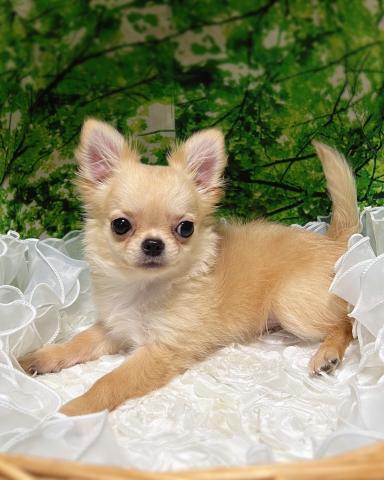 チワワ(ロングコート)