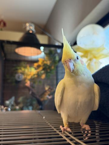 オカメインコ ルチノーパール 女の子