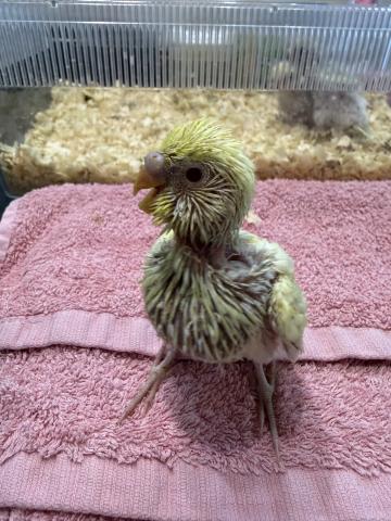 セキセイインコ　ファロー