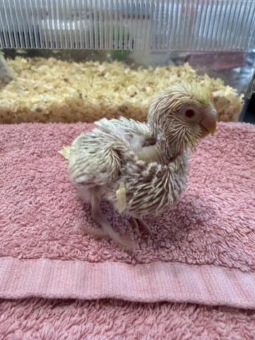 セキセイインコ　ファロー