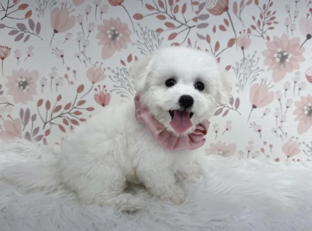 ビションフリーゼ小ぶりサイズ