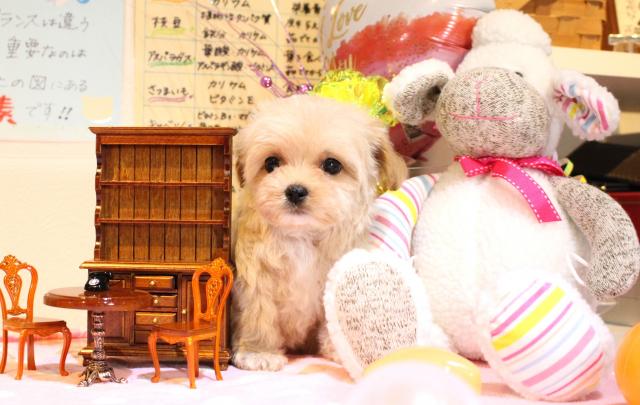 ブリーダーショップ　 ワンコレクティブ