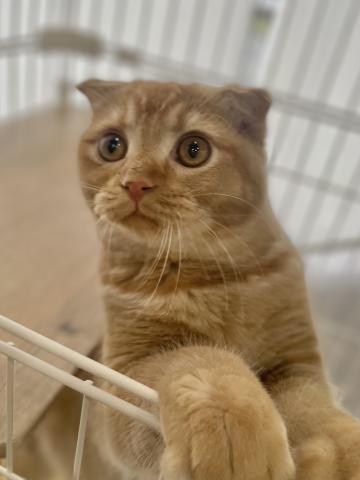 スコティッシュフォールド