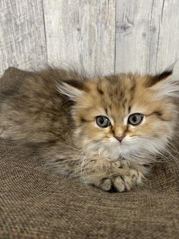 ペルシャ・ヒマラヤン