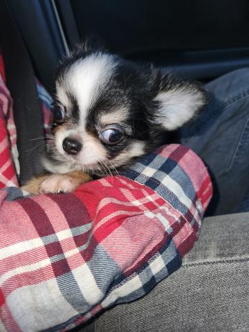 チワワ(ロングコート)