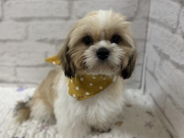 シーズーシーズー