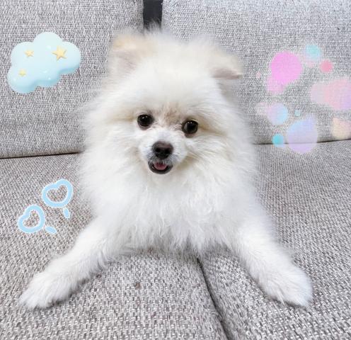 ポメラニアン