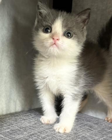 ブリティッシュショートヘア