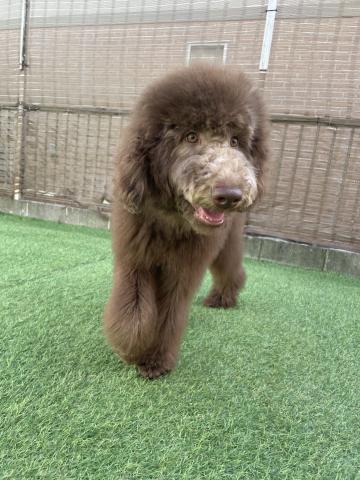 スタンダードプードル