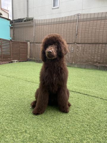 スタンダードプードル