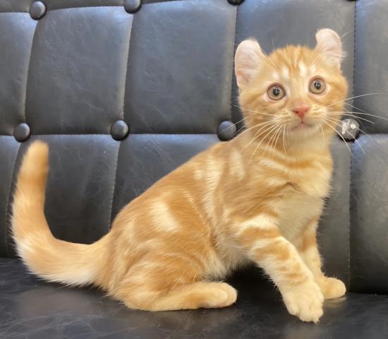 アメリカンカール