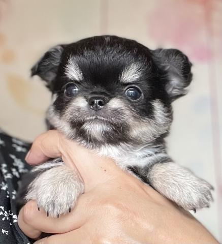 チワワ（ロングコート）