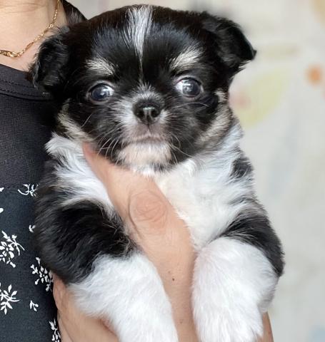 チワワ（ロングコート）