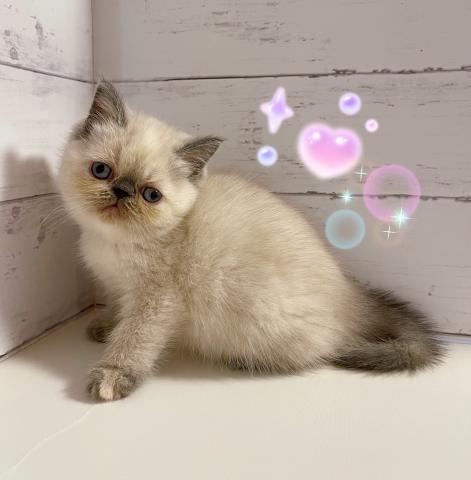 エキゾチックショートヘアー