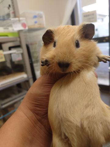 ロシアンスモーク