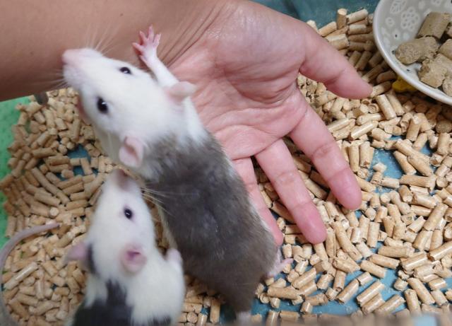 ファンシーラット