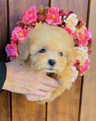 MIXマルプー💓🐶マルチーズ✖️トイプードル🐶