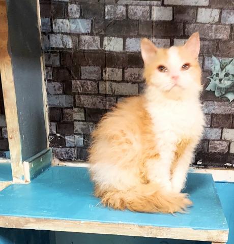 ラパーマBorn Curly cat rapama boy