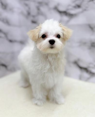 マルチーズ【11/9お写真、動画更新♪】もふもふ真っ白♡小さな天使降臨!
