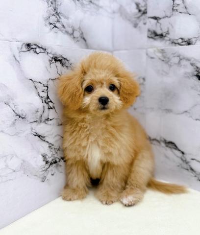 MIXビション×トイプードル【11/9お写真、動画更新！動画あり】人が大好きすぎるかまってちゃん♡優しい性格の男の子♡