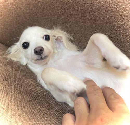 MIX🉐本日限定のサプライズ特価🉐 《総額7万円》🉐最終特価🉐チワックスMIX犬💕Tカップサイズ確定の小さい子💕ママ犬はカニンヘンですからコンパクトサイズに仕上がります✨素敵な飼い主さん募集中✨