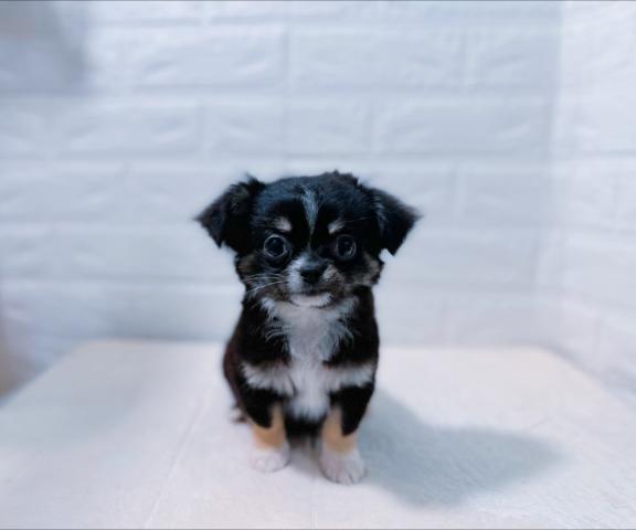 チワワ（ロングコート）