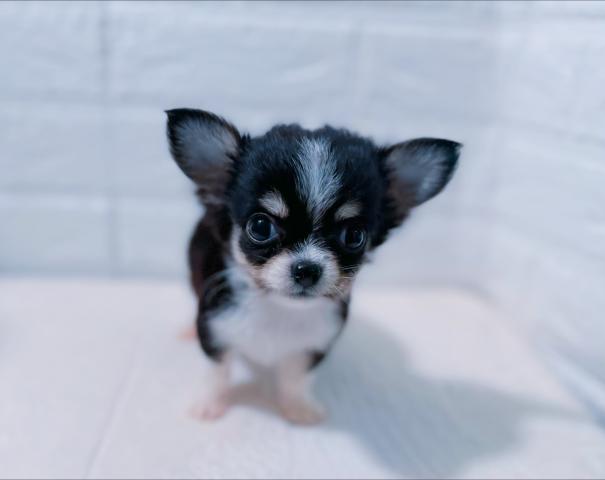 チワワ（ロングコート）