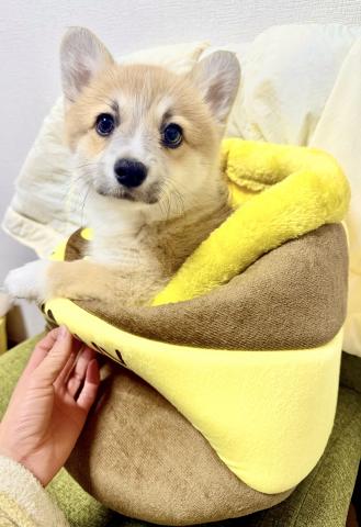 ウェルシュコーギーペンブローク