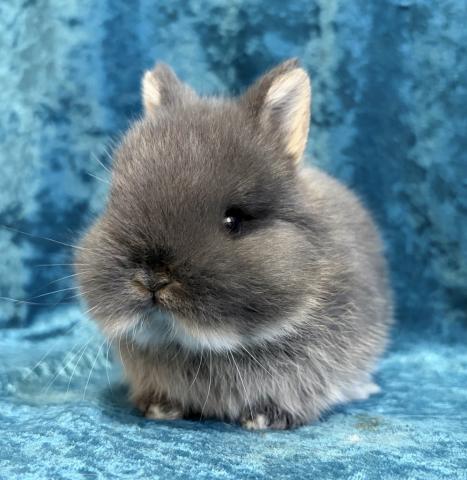 ネザーランドドワーフ