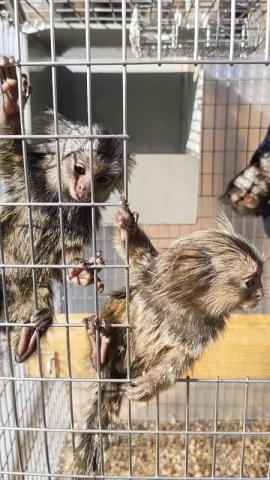 コモンマーモセット