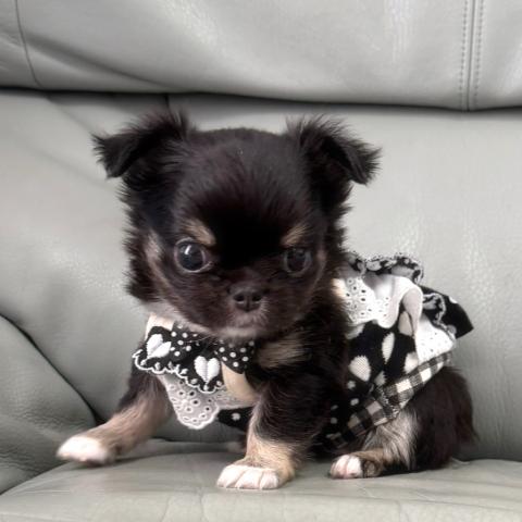 チワワ(ロングコート)