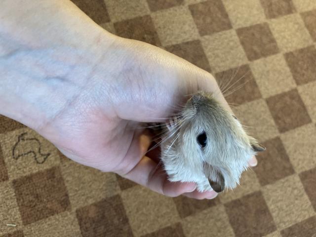 カラージャービル