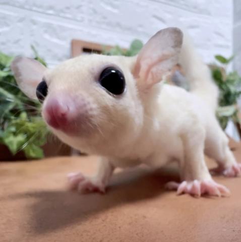 リューシ(モシスティック)