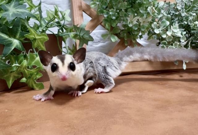 ホワイトフェイスhetリューシ