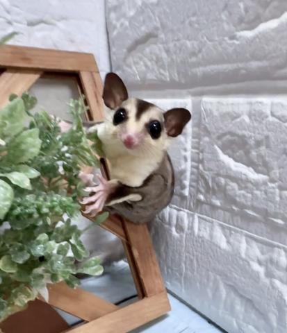 ホワイトフェイスhetリューシ