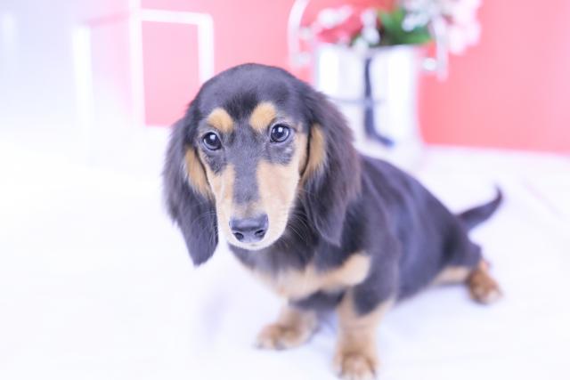 カニヘンダックスフンド ロング