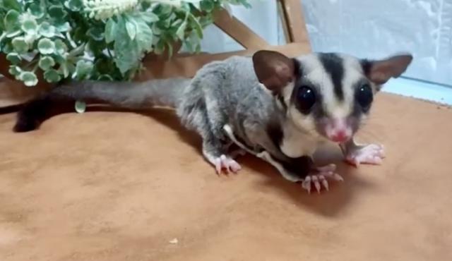 ノーマルhetクリミノ、リューシ