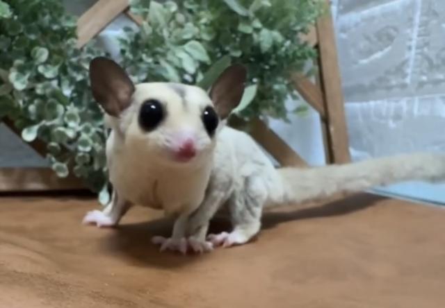 プラチナhetリューシ