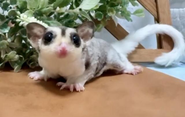 モザイク(パイド直子)