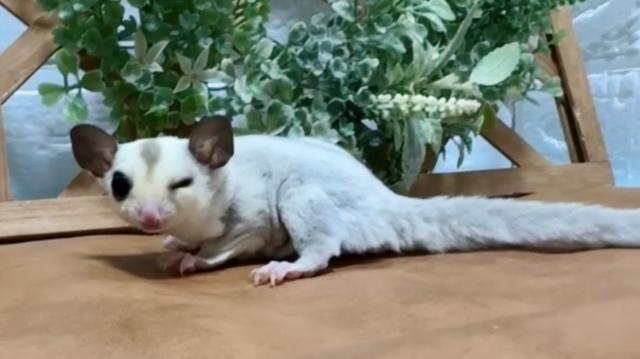 プラチナ(パイド直子)