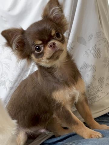 チワワ(ロングコート)