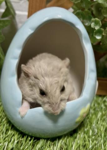 キャンベルハムスターRex 黒目ライラック