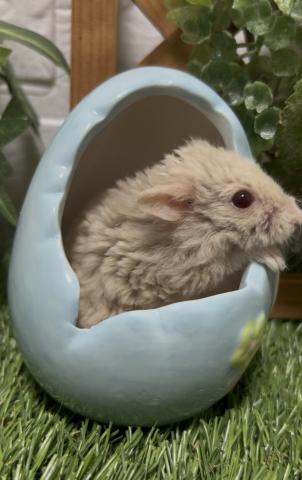 キャンベルハムスターREX シャンパン