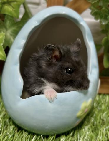 キャンベルハムスターReX ブラック